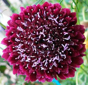 Цветок Скабиоза тёмно-пурпурная Бордовая (0,2 гр.)