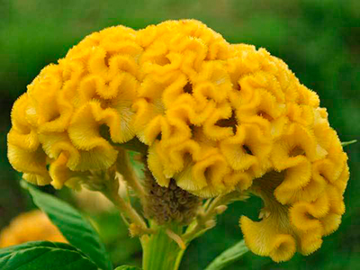 Цветок Целозия гребенчатая Крошка жёлтая (0,1 гр.)