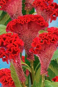 Цветок Целозия гребенчатая Тореадор (0,1 гр.)