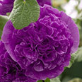 Цветок Шток-роза Виолет (0,1 гр.)