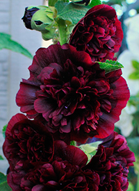 Цветок Шток-роза Тёмно-бордовая (0,1 гр.)