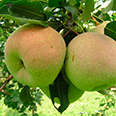 Груша Осенняя Сусова (позднеосенний сорт)