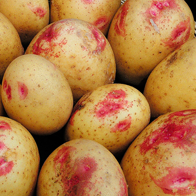 Семена картофеля пикассо посадка семенами свеклы