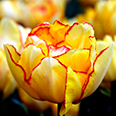 Тюльпан многоцветковый Акилла (в упаковке 7 луковиц)