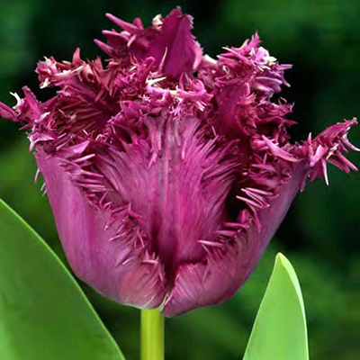 Тюльпан бахромчатый Горилла (в упаковке 10 луковиц)