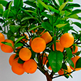 Цитрус Апельсин (Аранция)