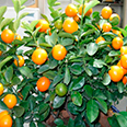 Цитрус Мандарин (плоды желто-оранжевые)