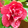 Цветок Бальзамин Кэтрин (ярко-малиновый) 0,2 гр.
