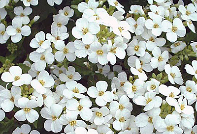 Цветок Арабис альпийский белый (0,1 гр.)
