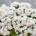 Цветок Агератум Белый шар (0,1 гр.)