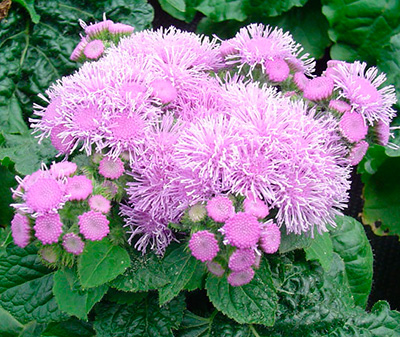 Цветок Агератум Розовый шар (0,1 гр.)