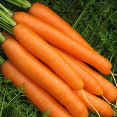 Морковь Продуко (2 гр.)