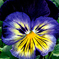 Цветок Виола крупноцветковая Карма Блю Баттерфляй (10 шт.)