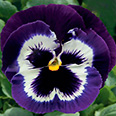 Цветок Виола крупноцветковая Карма Виолет виз Фэйс (10 шт.)