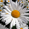Цветок Нивяник крупный Аляска (0,5 гр.)