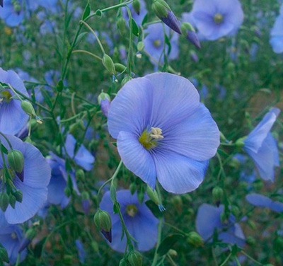 Лен растение цветы Небесная лазурь Лен растение цветы Небесная лазурь