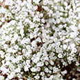 Цветок Гипсофила метельчатая Белая (0,2 гр.)