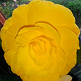 Цветок Бегония клубневая Желтая (крупноцветковая) 10 шт.