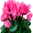 Цветок Цикламен персидский Концерто Роуз (2 шт.)