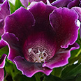Цветок Глоксиния Импресс Парпл (5 шт.)