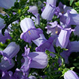 Цветок Колокольчик средний Голубой (0,2 гр.)