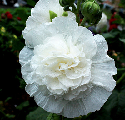 Цветок Шток-роза Белая (0,1 гр.)