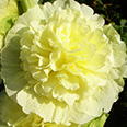 Цветок Шток-роза Жёлтая (0,1 гр.)