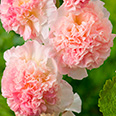 Цветок Шток-роза Лососево-розовая (0,1 гр.)