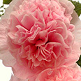 Цветок Шток-роза Розовая Замша (0,1 гр.)