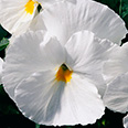 Цветок Анютины глазки Белые (0,2 гр.)