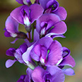 Цветок Душистый горошек Бонтон Сиренево-фиолетовый (1 гр.)