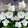 Цветок Мирабилис Белый леденец (1 гр.)