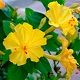 Цветок Мирабилис Жёлтый леденец (1 гр.)