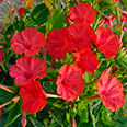 Цветок Мирабилис Красный леденец (1 гр.)