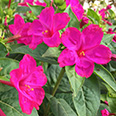 Цветок Мирабилис Пурпурный леденец (1 гр.)