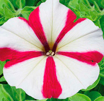 Цветок Петуния мультифлора Селебрити Роуз стар (30 шт.)