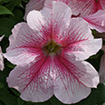 Цветок Петуния грандифлора Призм Розовые жилки (30 шт.)