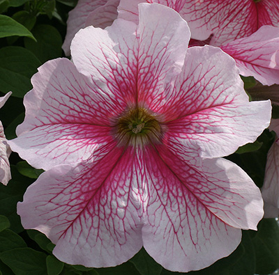 Цветок Петуния грандифлора Призм Розовые жилки (30 шт.)