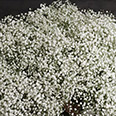 Цветок Гипсофила Белое облако (0,1 гр.)