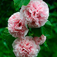 Цветок Шток-роза Эппелблоссом (0,1 гр.)