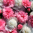 Цветок Шток-роза Бридесмейд (0,1 гр.)