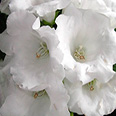 Цветок Глоксиния Импресс Вайт (5 шт.)