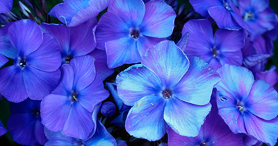 Цветок Флокс друммонда Красотка в голубом (0,1 гр.)