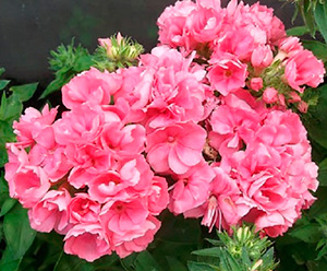 Цветок Флокс друммонда Промис розовый (10 шт.)