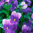Цветок Фиалка рогатая Совершенство Фиолетово-голубая (0,1 гр.)