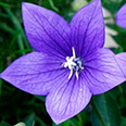 Цветок Платикодон Синий (0,1 гр.)