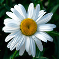 Цветок Нивяник Белый танец (0,5 гр.)