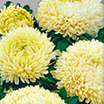 Цветок Астра Балун Жёлтая (0,1 гр.)