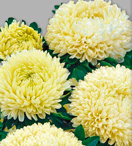 Цветок Астра Балун Жёлтая (0,1 гр.)