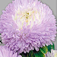 Цветок Астра Балун Серебристо-голубая (0,1 гр.)
